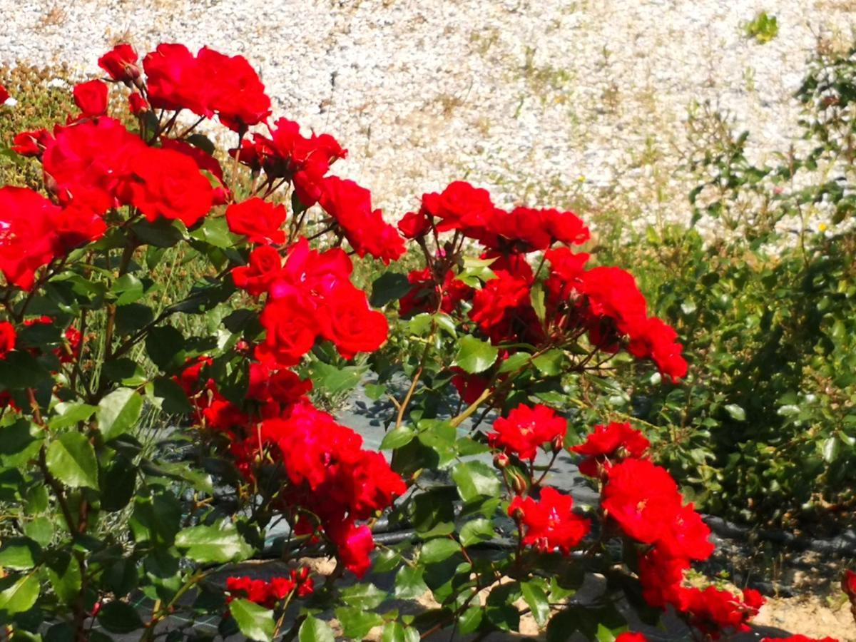 Agriturismo I Colli Montaione Zewnętrze zdjęcie